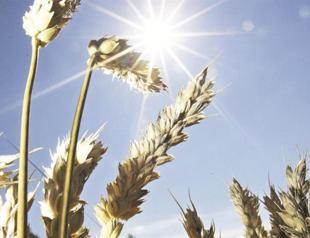 State adds storage for 1.5 million ton grains