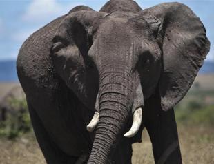 Authorities seize huge illegal ivory in Dubai