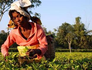 Tea workers burn boss to death in India