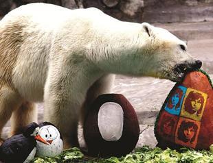 Polar bear Winner dies at zoo