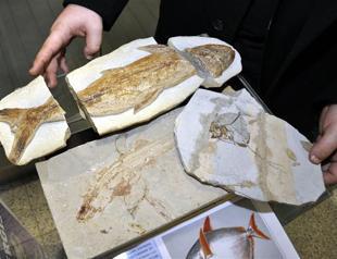 Students attack anti-Darwinism fossil exhibition in Turkey