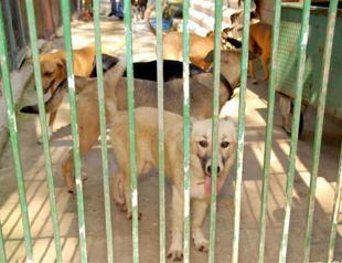 Foreigners combine forces for strays in south