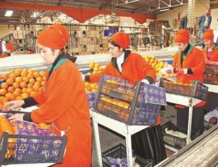 Agriculture attracts record foreign capital