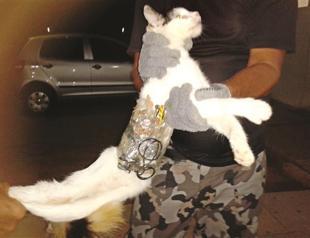 Brazil inmates train cat for prison break