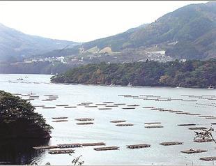 Japanese oyster fishery healing with a little help