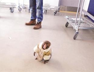 ‘Ikea monkey’ to spend Christmas at sanctuary
