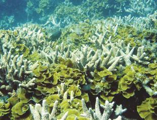 Scientists find deep sea corals with diving robot