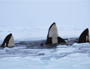 Killer whales trapped in Canada ice, in danger