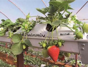 Putting the green back into the greenhouse