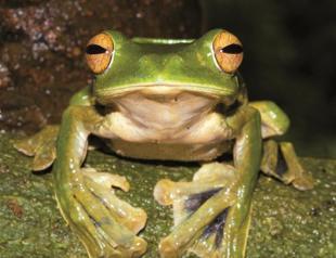 Rare frog species so close to populous city