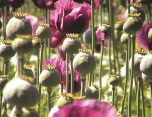 Turkey top opium producer