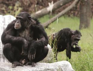 Even apes have ‘midlife crises,’ study finds