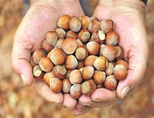 Turkey exports record amount of hazelnuts