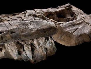 Fossils of prehistoric eras top predator unveiled
