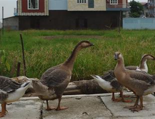 Bird flu kills 4,000 wild ducks in Russia: official