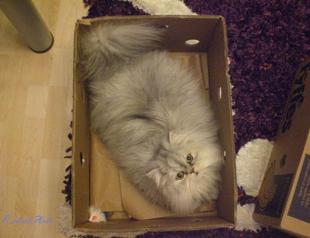 Cats socialize on Internet