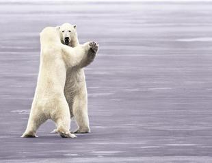 2013 year of polar bears