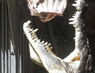 15,000 crocs escape from South African farm