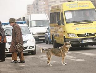 Safety lesson by stray dogs