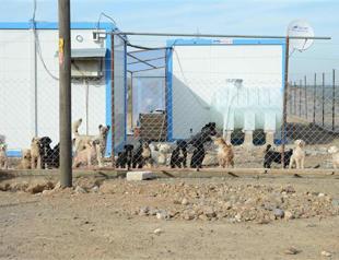 Japan woman arrested over 160 dogs living in own waste