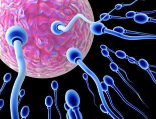 Falling sperm count in French men boosts fertility concerns