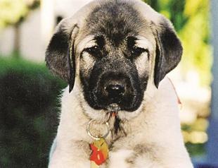 Wolves wild unlike dogs despite their similar gene