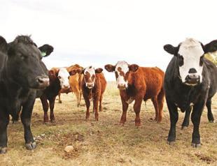 Japan to ease rules on US, French beef import