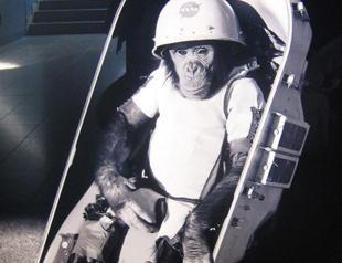 Iran sends monkey into space: report