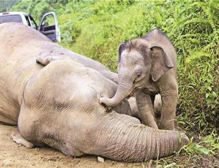 Rare Borneo pygmy elephants poisoned