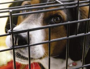 Kadıköy Municipality to consider ban on pet-selling in pet stores