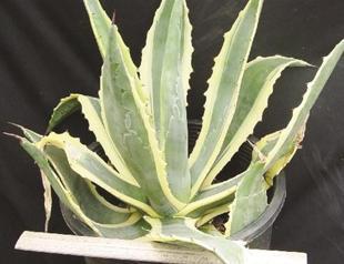 Mexico ‘true maker’ of tequila