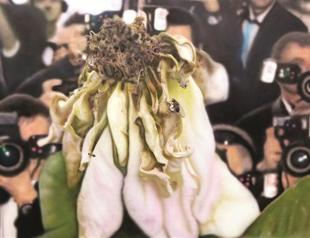 Galerist hosts Rasim Aksan’s solo show