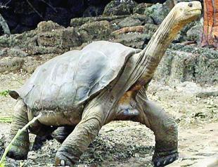 Lonesome George not lonely after all