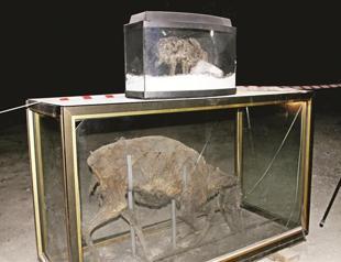 Mummified animals preserved in cave