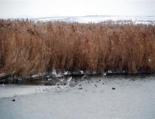 Lake Mogan hit by a fire
