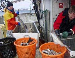 Norway, Russia see cod boom despite worldwide overfishing