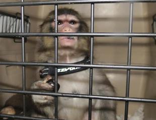 Toronto monkey owner to go to court to seek return