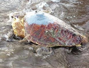 Sea turtles’ sojourns monitored
