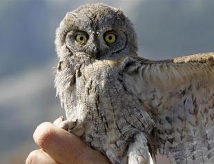 US scientists explain how owl rotates head