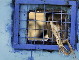 Boy jailed in Afghanistan for having sex with two men: HRW