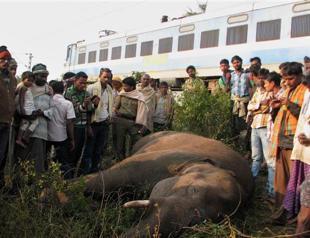 Speeding train kills five elephants in eastern India