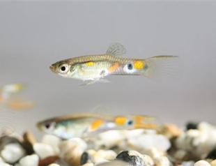 Guppies use ugly friends to seem more attractive