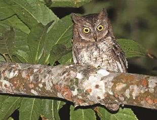 New owl raises hope for other discoveries