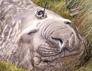 Seals take scientists to Antarctic’s ocean floor