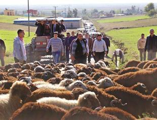 Syrian unrest increases illegal animal trafficking