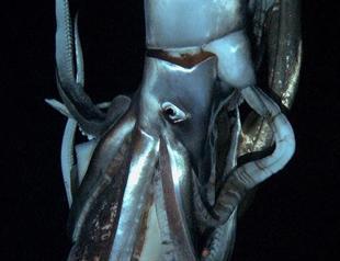 Giant squid filmed in Pacific depths: Japan scientists