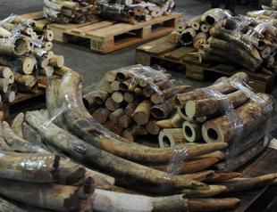 Leonardo Di Caprio calls for ivory trade ban in Thailand