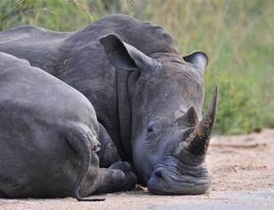 Poachers kill 13 rare rhinos in India