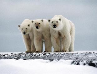 International ban on polar bear trade rejected