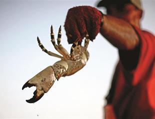 Crabs, crustaceans feel pain, study says